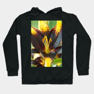 Lilium  'Lion Heart'  Lily  Asiatic lily Hoodie